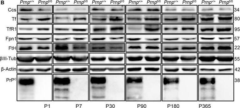 Ferroportin/SLC40A1 Antibody - BSA Free