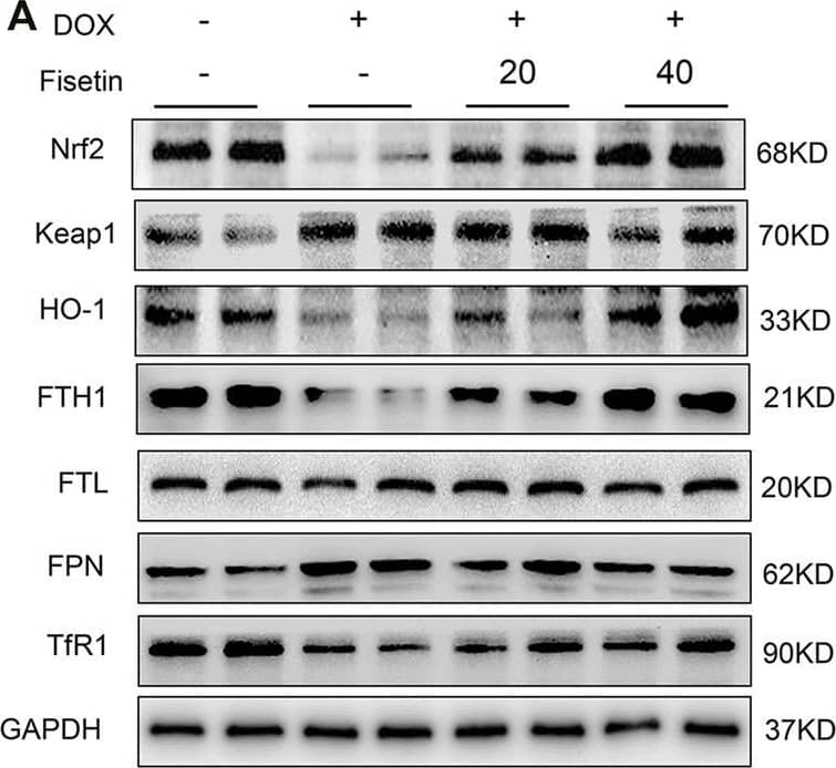 Ferroportin/SLC40A1 Antibody - BSA Free