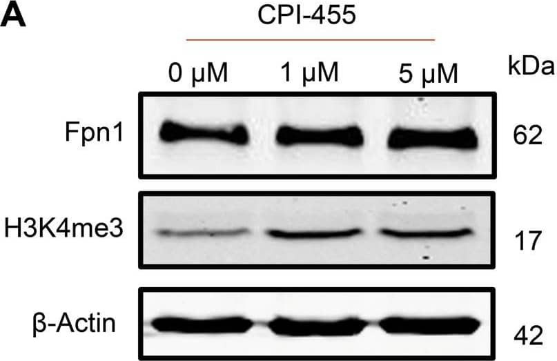 Ferroportin/SLC40A1 Antibody - BSA Free