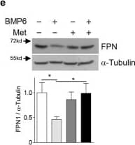 Ferroportin/SLC40A1 Antibody - BSA Free