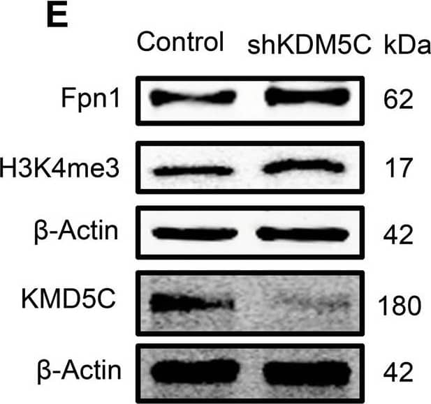 Ferroportin/SLC40A1 Antibody - BSA Free
