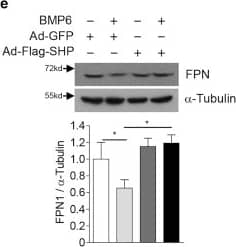 Ferroportin/SLC40A1 Antibody - BSA Free