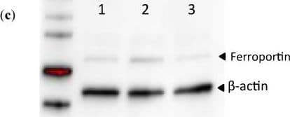 Ferroportin/SLC40A1 Antibody - BSA Free