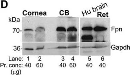 Ferroportin/SLC40A1 Antibody - BSA Free