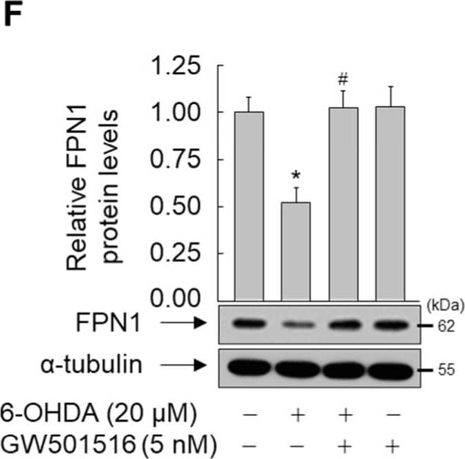 Ferroportin/SLC40A1 Antibody - BSA Free