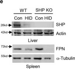Ferroportin/SLC40A1 Antibody - BSA Free (NBP1-21502) by