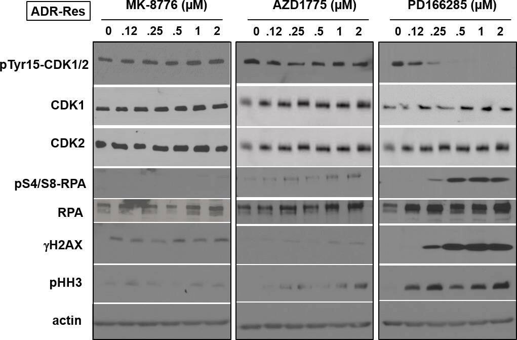 RPA2 [p Ser4, p Ser8] Antibody - BSA Free