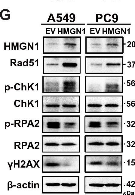 RPA2 [p Ser4, p Ser8] Antibody - BSA Free
