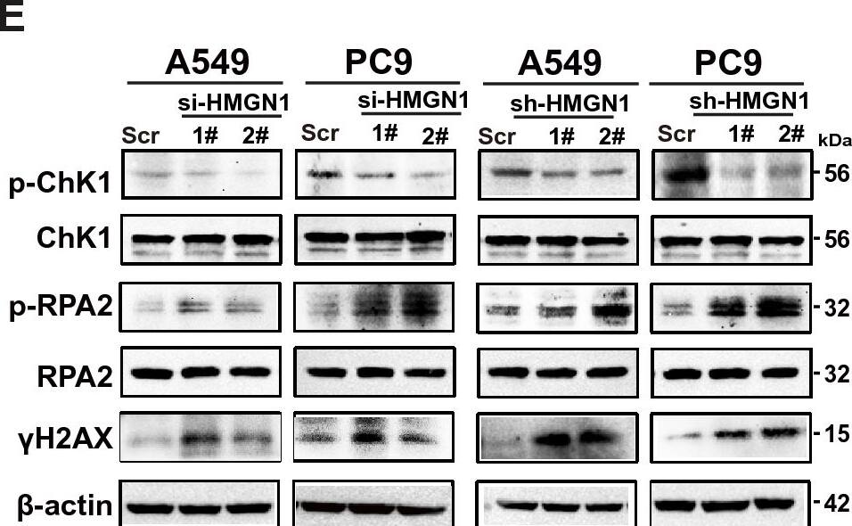RPA2 [p Ser4, p Ser8] Antibody - BSA Free