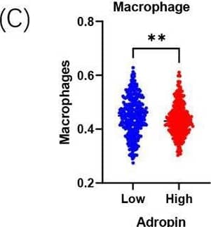 Adropin Antibody - BSA Free