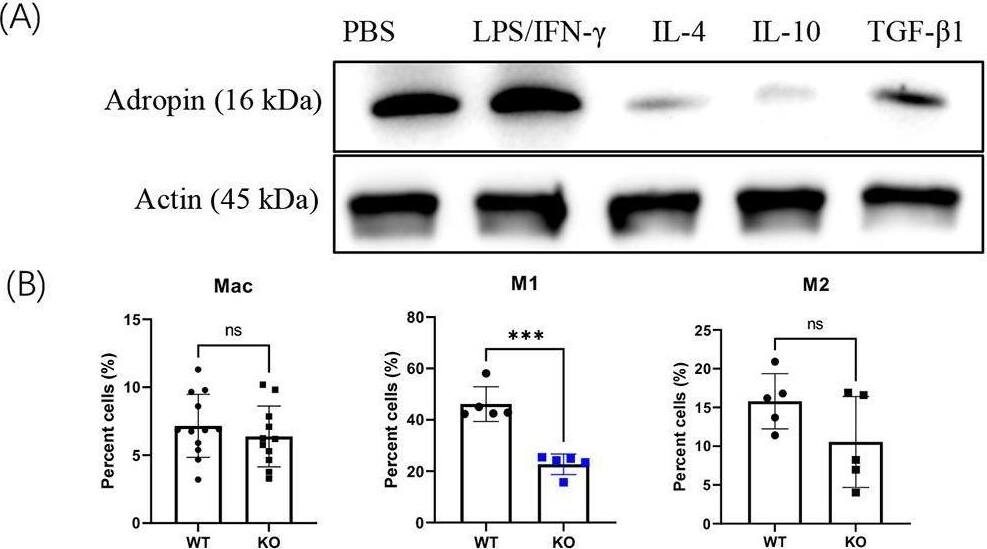Adropin Antibody - BSA Free