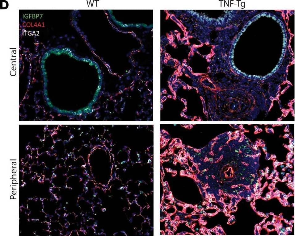 Collagen IV Antibody - Azide and BSA Free