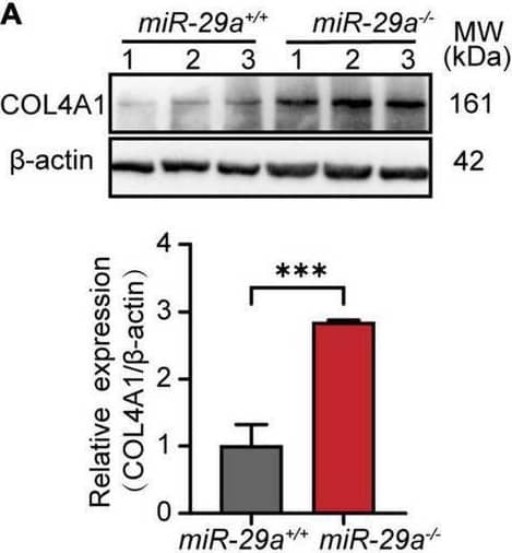Collagen IV Antibody - Azide and BSA Free