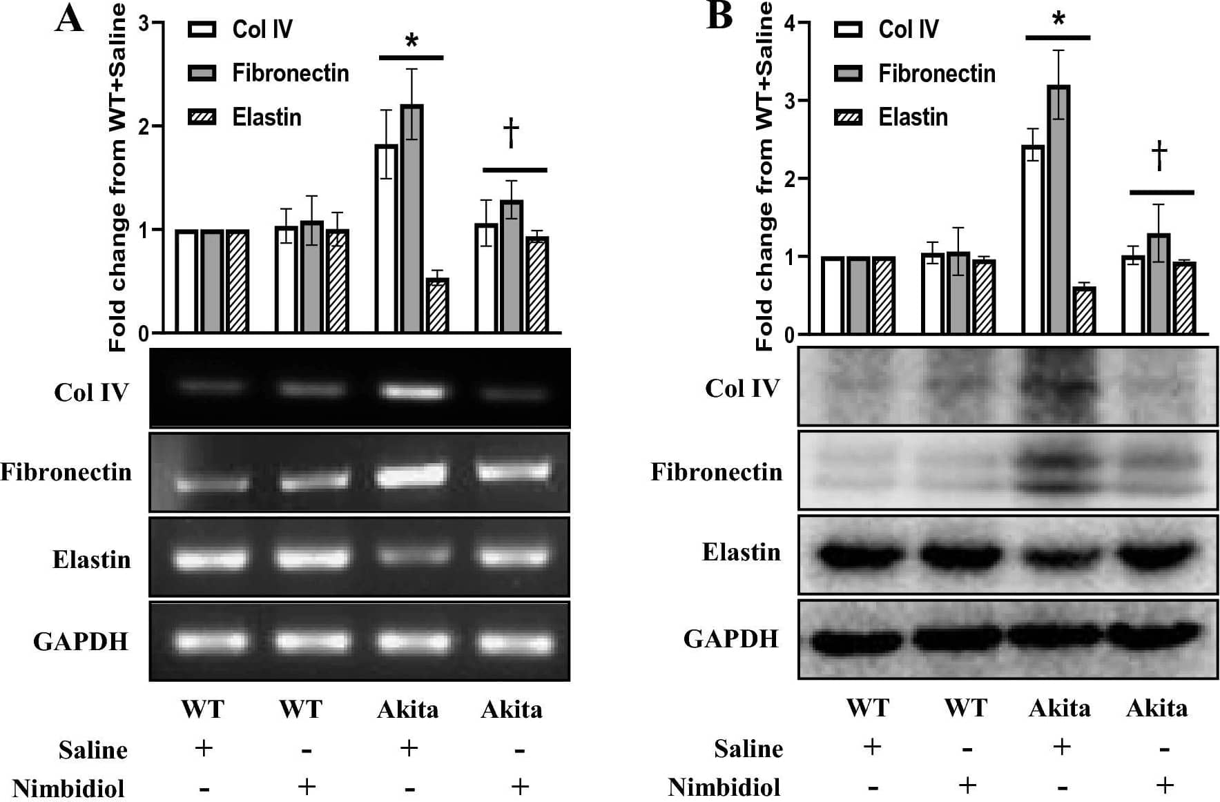Collagen IV Antibody - Azide and BSA Free