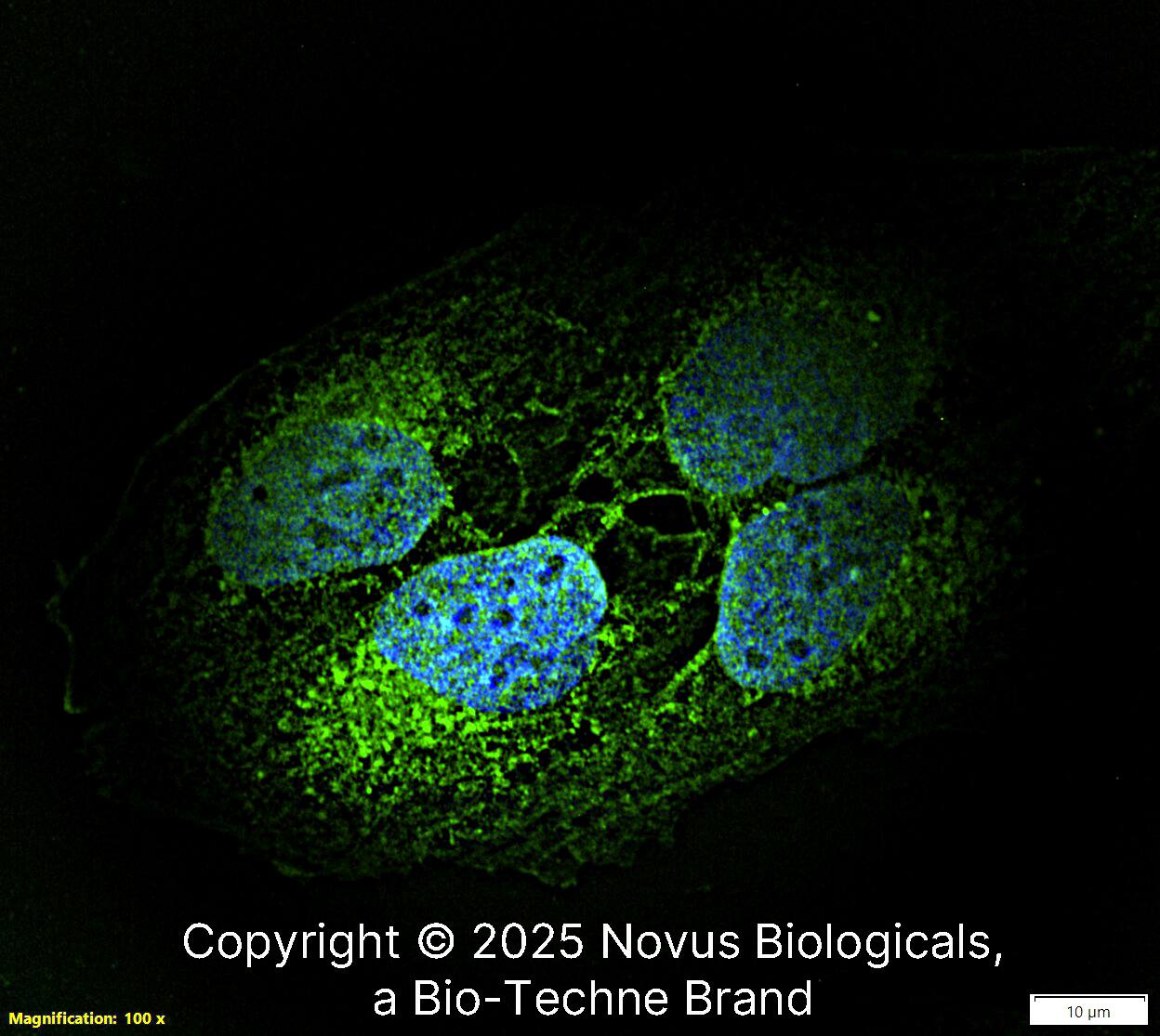 EDIL3/DEL1 Antibody [Alexa Fluor® 488]