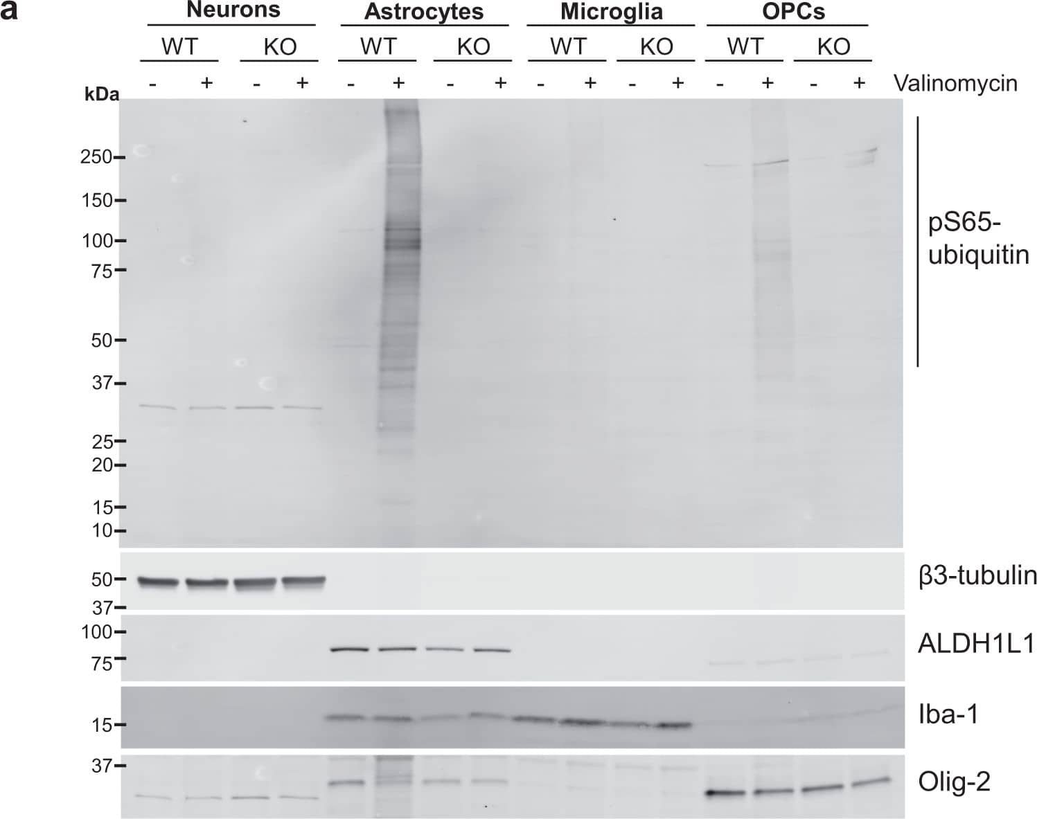 Olig2 Antibody - Azide and BSA Free