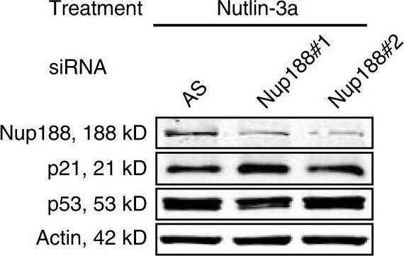 NUP188 Antibody