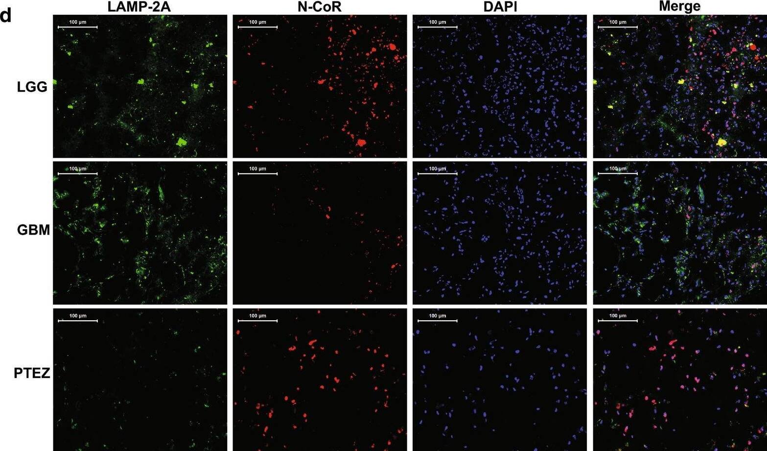 NCOR1 Antibody (7A7A9) - BSA Free