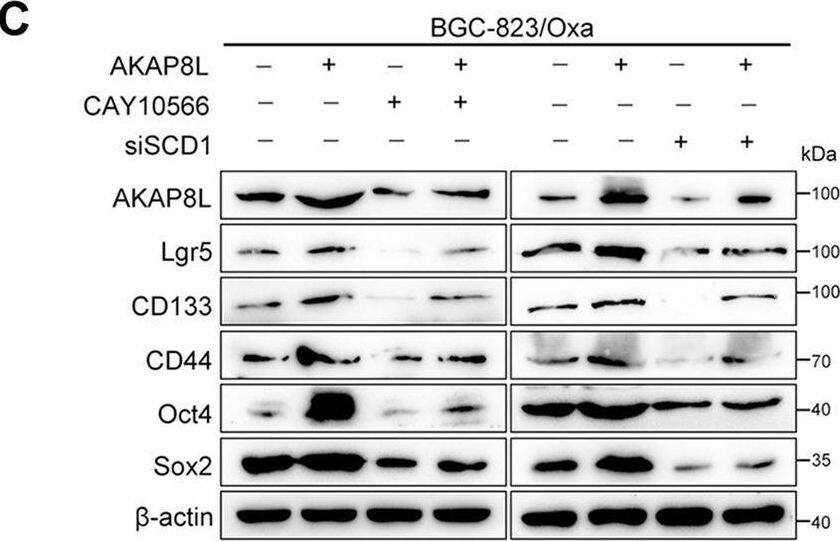 Lgr5/GPR49 Antibody - BSA Free