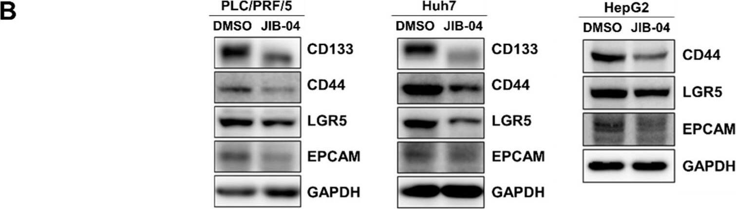 Lgr5/GPR49 Antibody - BSA Free