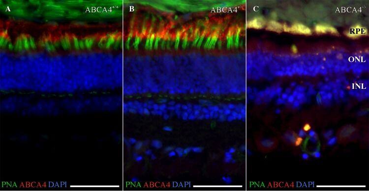 ABCA4 Antibody (3F4)
