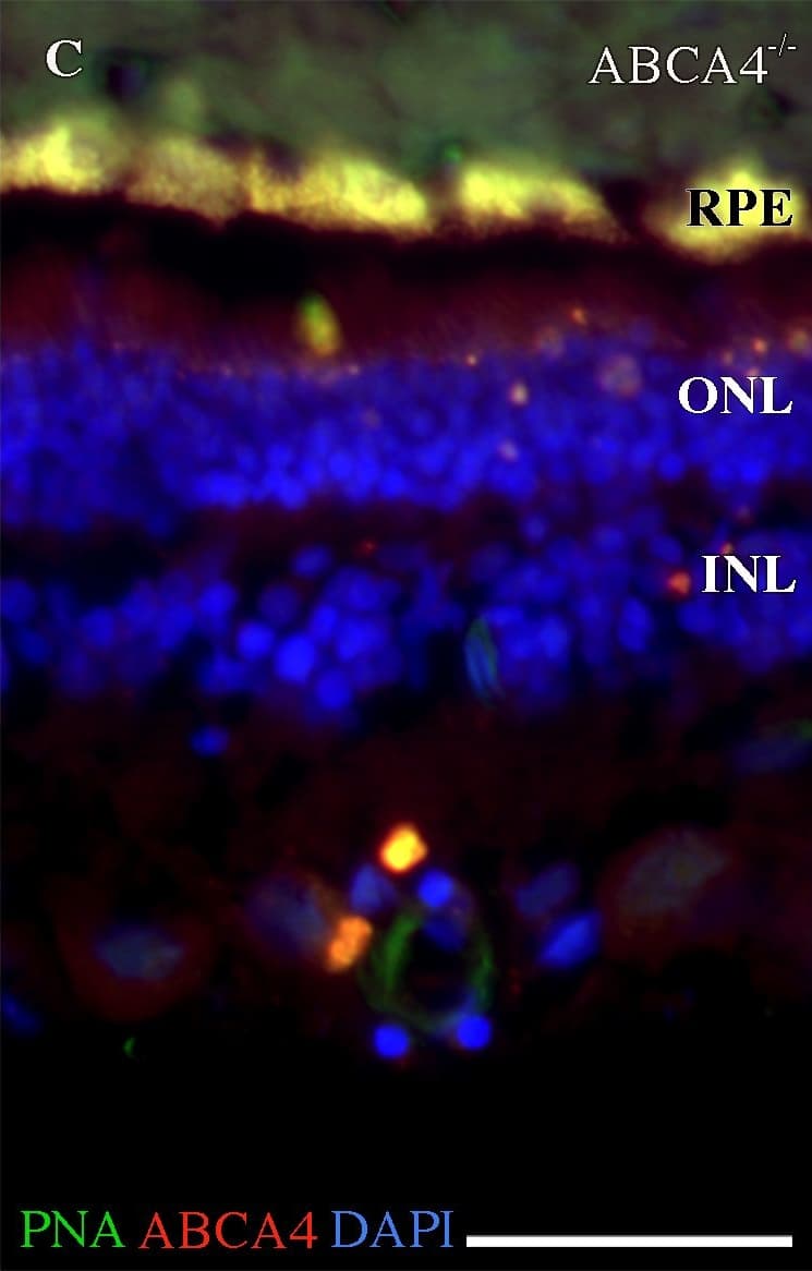 ABCA4 Antibody (3F4)