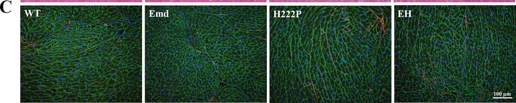 Periostin/OSF-2 Antibody - C-terminus - Azide and BSA Free