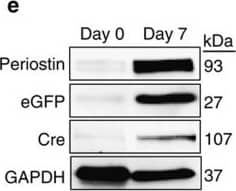 Periostin/OSF-2 Antibody - C-terminus - Azide and BSA Free