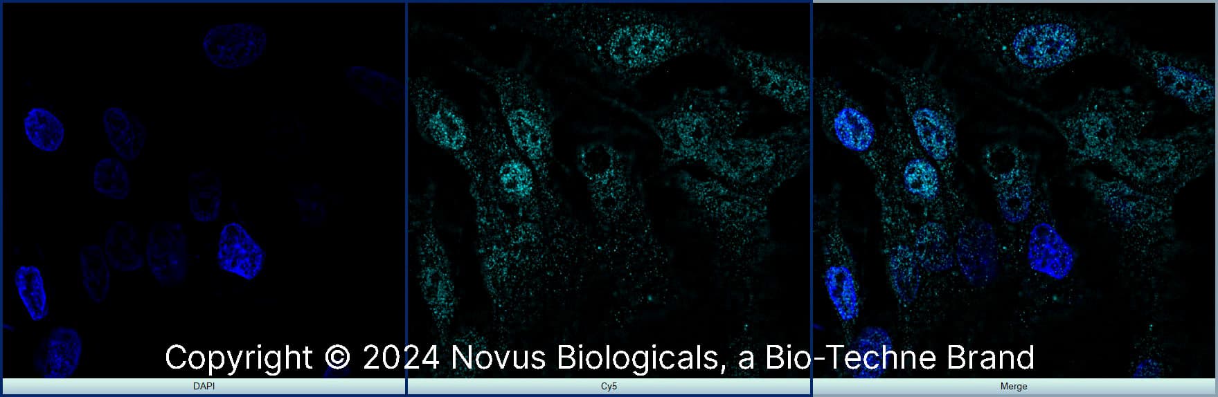 Prox1 Antibody (5G10) [Alexa Fluor® 647]