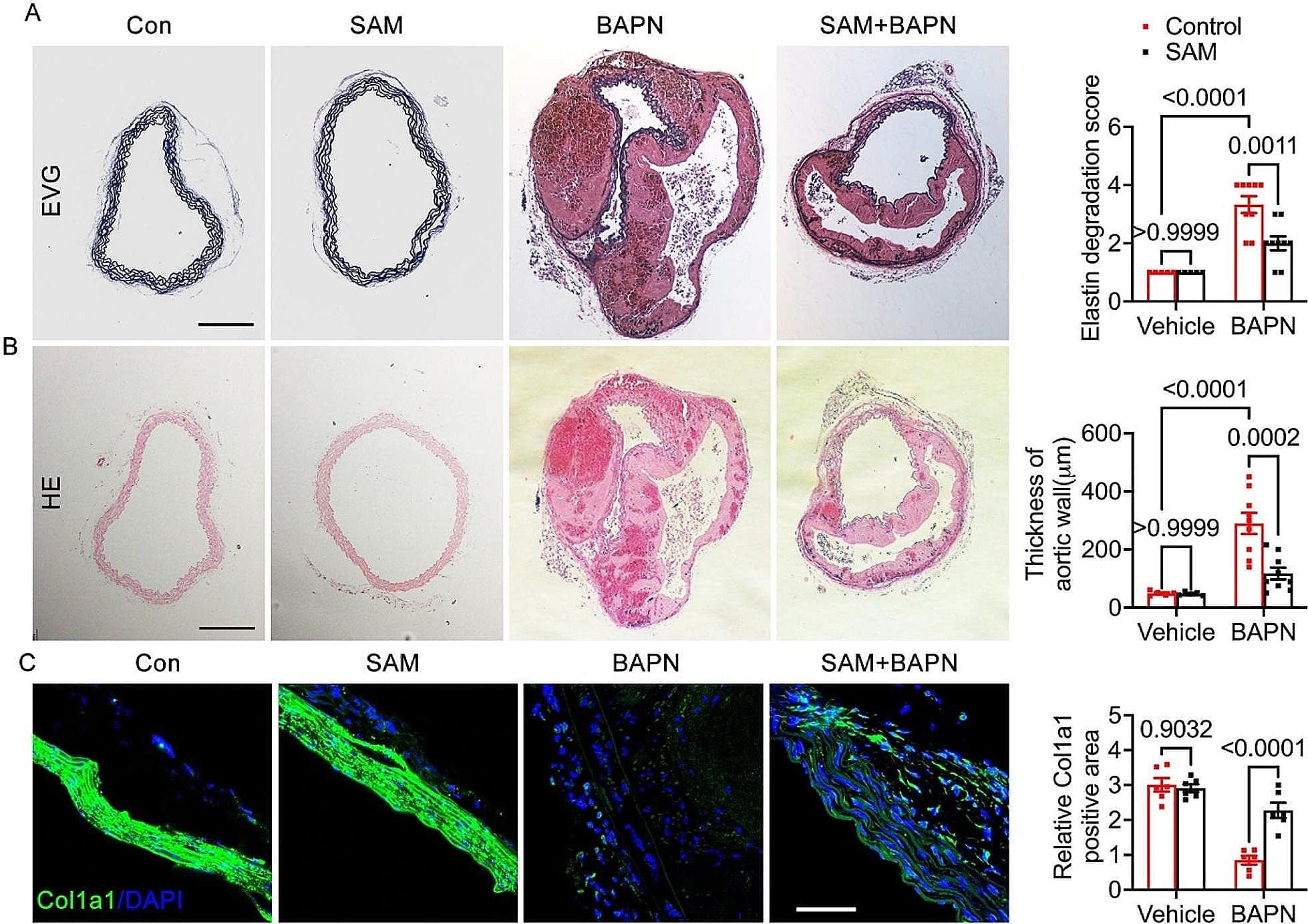 Collagen I alpha 1 Antibody - Azide and BSA Free