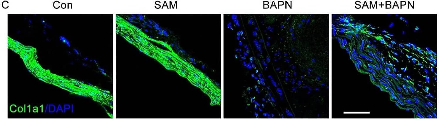 Collagen I alpha 1 Antibody - Azide and BSA Free