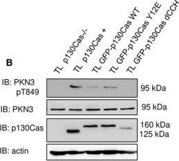 PKN3 Antibody