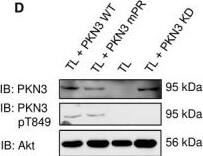 PKN3 Antibody