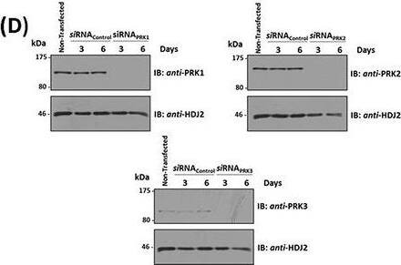PKN3 Antibody