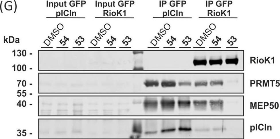 RIOK1 Antibody