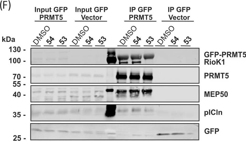 RIOK1 Antibody