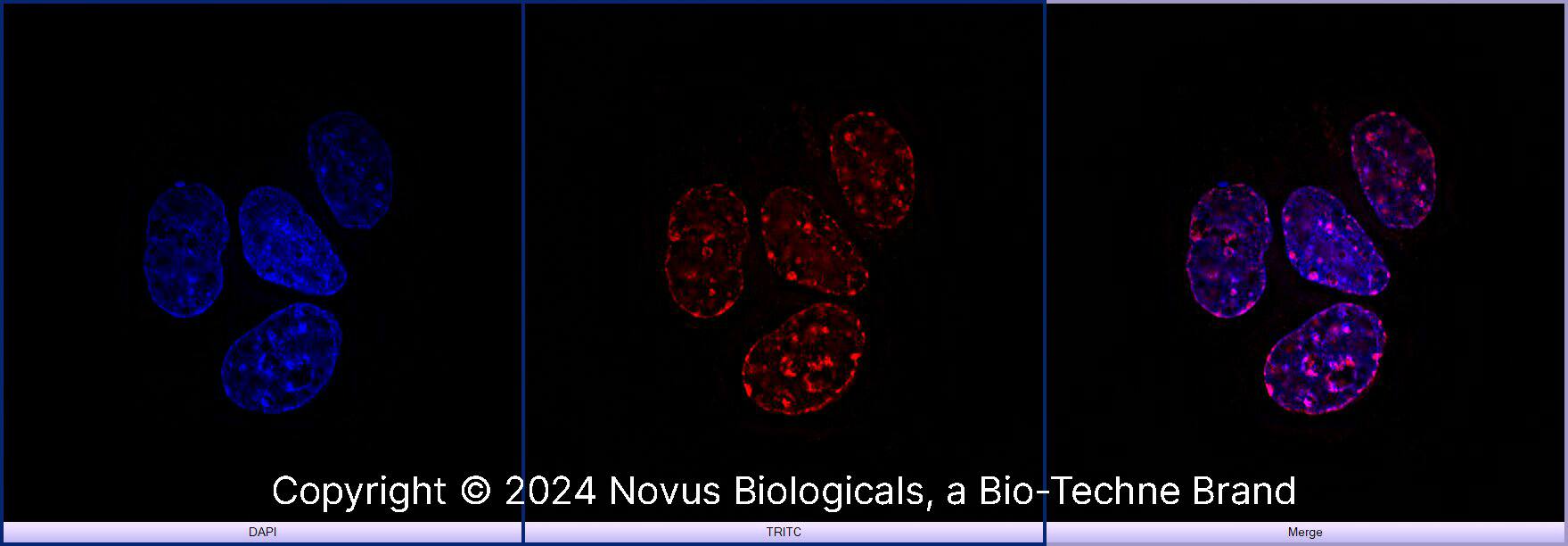 Histone H3 [Trimethyl Lys9] Antibody (6F12-H4) [DyLight 550]