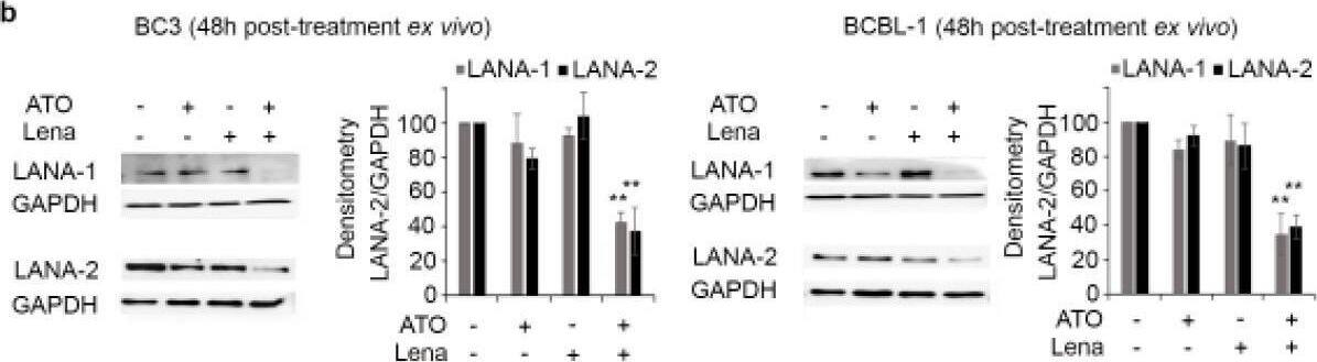 ORF73/HHV8 Antibody (4C11) - BSA Free