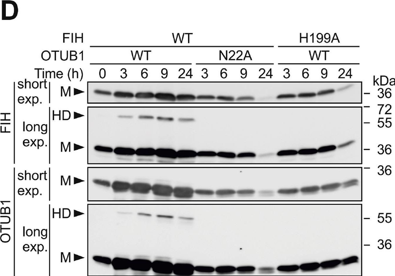 FIH-1/HIF-1AN Antibody (162c) - BSA Free