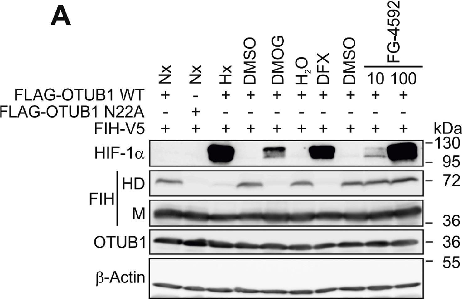 FIH-1/HIF-1AN Antibody (162c) - BSA Free