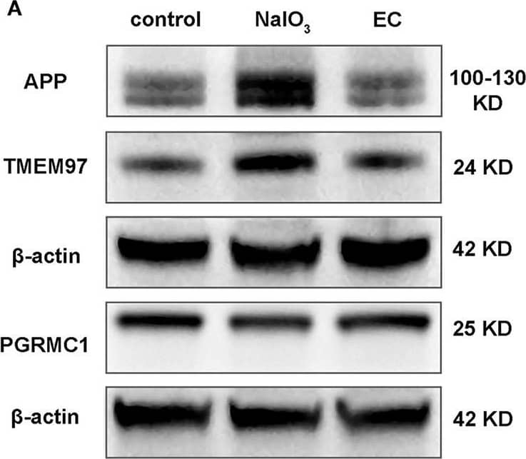 TMEM97 Antibody - BSA Free