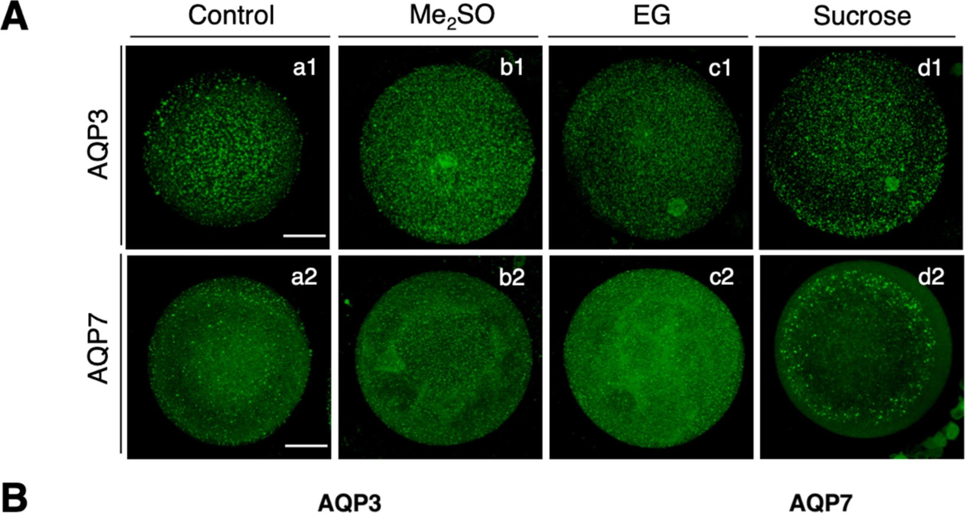 Aquaporin-7 Antibody