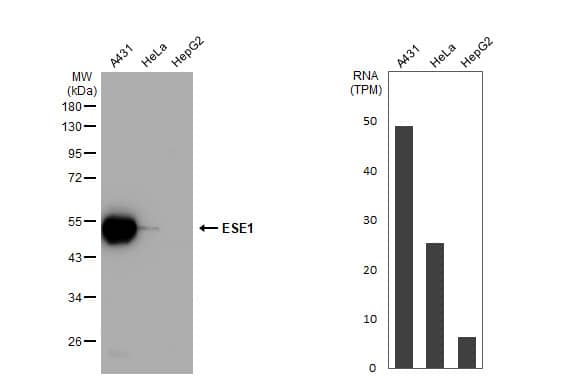 ELF3/ESE-1 Antibody