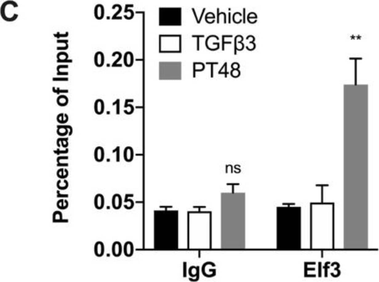 ELF3/ESE-1 Antibody