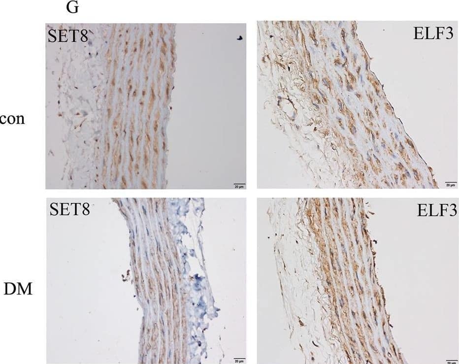 ELF3/ESE-1 Antibody - BSA Free