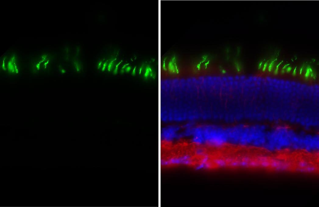 Opsin 1 (Medium Wave) Antibody (HL3435)