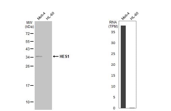 HES-1 Antibody