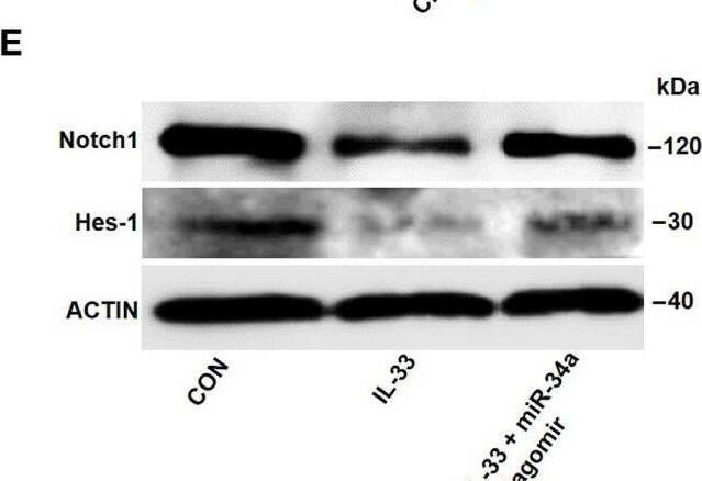 HES-1 Antibody - BSA Free