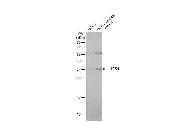 HES-1 Antibody - BSA Free