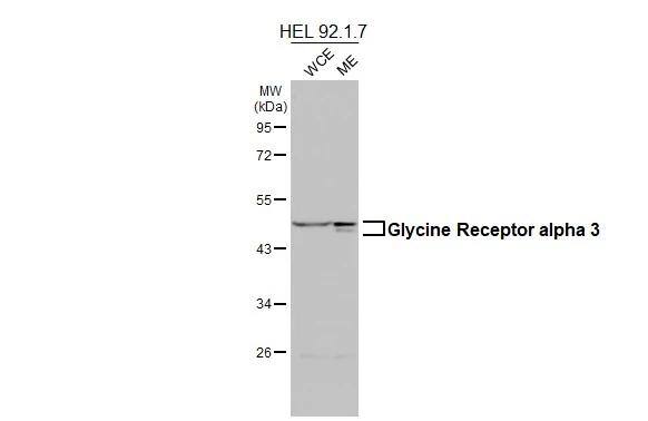 Glycine Receptor alpha 3 Antibody - BSA Free